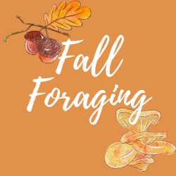 Fall Foraging for Beginners and Families