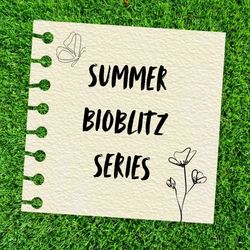 Summer BioBlitz Series - NEW DATE