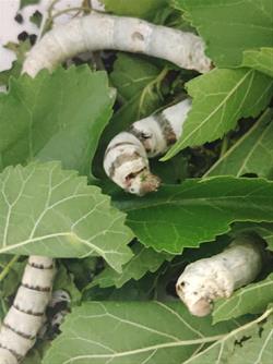 Silkworm Secrets And Conservation Legacy Celebration