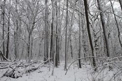 Winter Tree Walk
