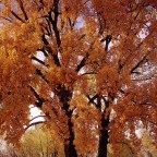Fall Wreath Workshop