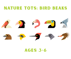 Nature Tots: Bird Beaks - Ages 3-6