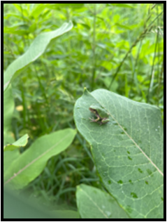 Homeschool Nature Adventures - Camouflage