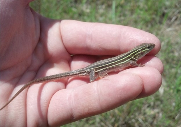 Six-Lined Racerunner lizard 