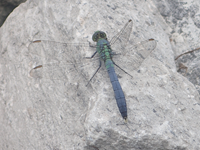 Insects Storytime - (3-5 yr olds with an adult)