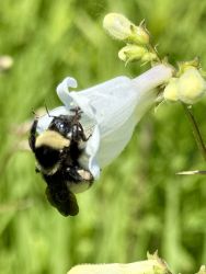 Fontana Bumble Bee Atlas
