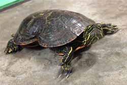 Little Sprouts: Peanut the Turtle