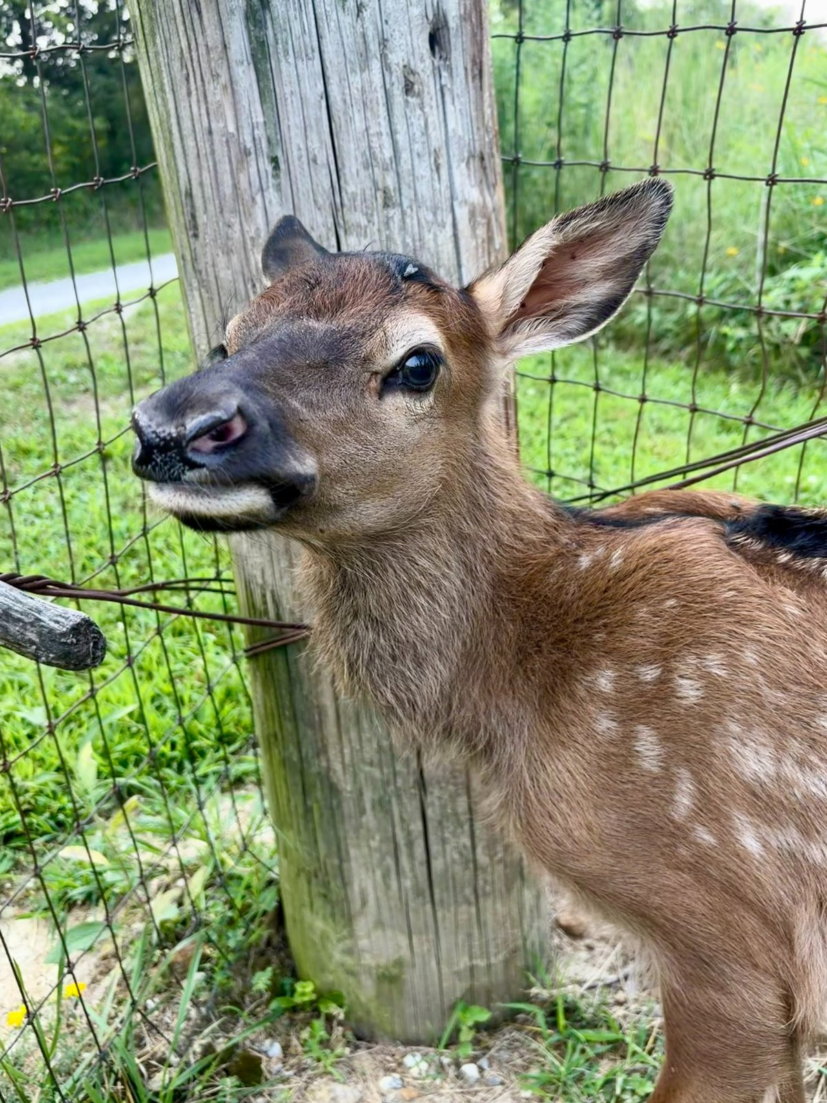 Elk Calf