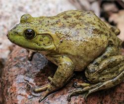 Brown Bag Bunch - Helping Iowa's Native Species Thrive