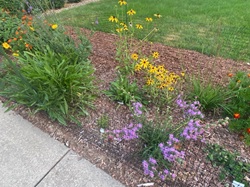 O.W.L.S.  - Lisa Wiebenga and Augie Bergstrom - MONARCH RESEARCH NATIVE OASIS