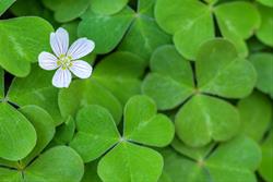 The Great Green Geocache