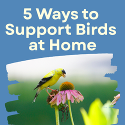 5 Ways to Support Birds at Home
