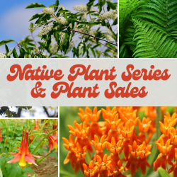 Native Plant Series- Redefining Your Lawn, DIY Lawn Signs, & Plant Sale