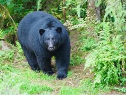 Conservation Coffee Club - Black Bears in Iowa