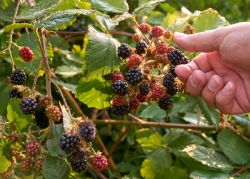 Berry Bash: Ice Cream Hike